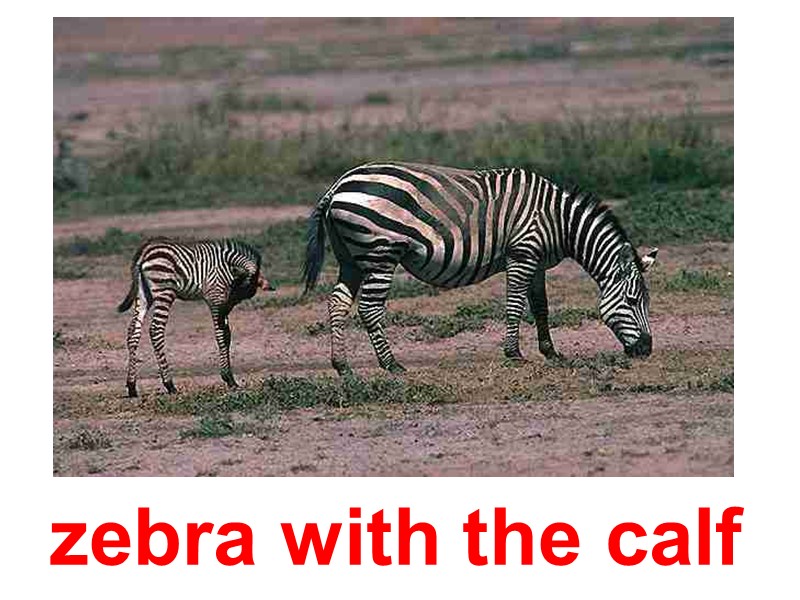 zebra with the calf